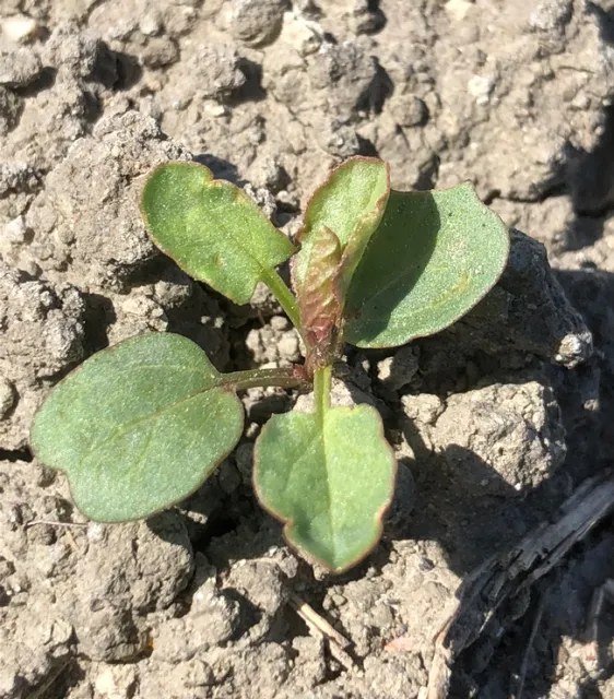 Bindweed seedling