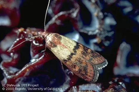 Adult Indian mealmoth. (Jack Kelly Clark, UC IPM)