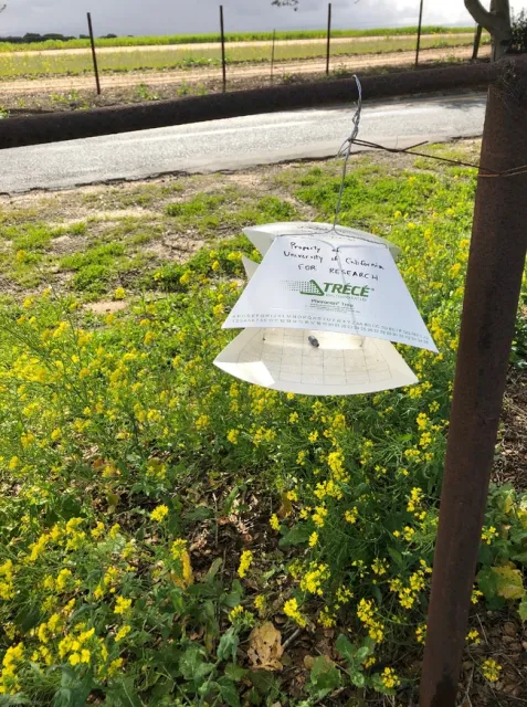 Pheromone trap