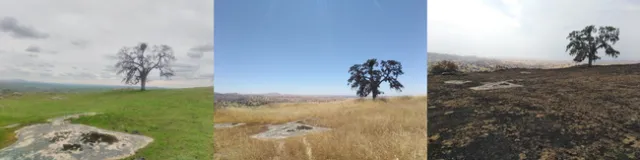SJER Burned Site