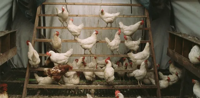 chickens