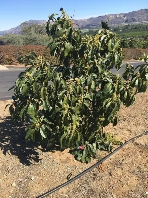 wilting