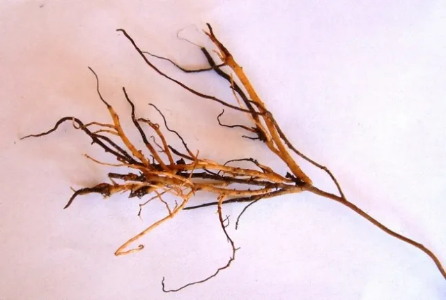 dead root tips