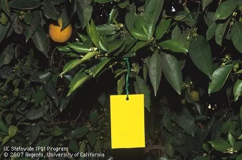 Yellow sticky trap (Credit: D Rosen)