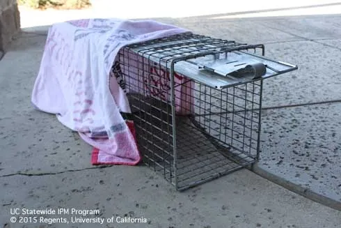 Live catch trap (Credit: K Windbiel-Rojas)