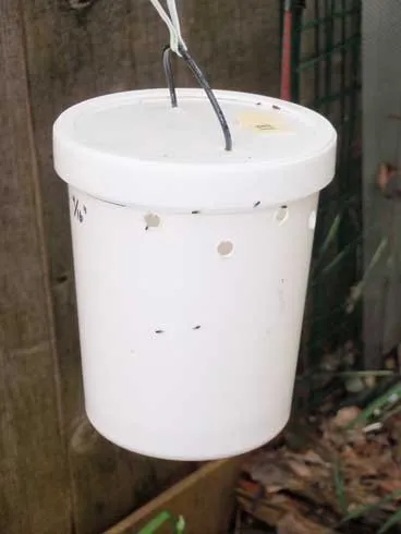 Bait trap for spotted wing Drosophila. (Credit: JL Caprile)