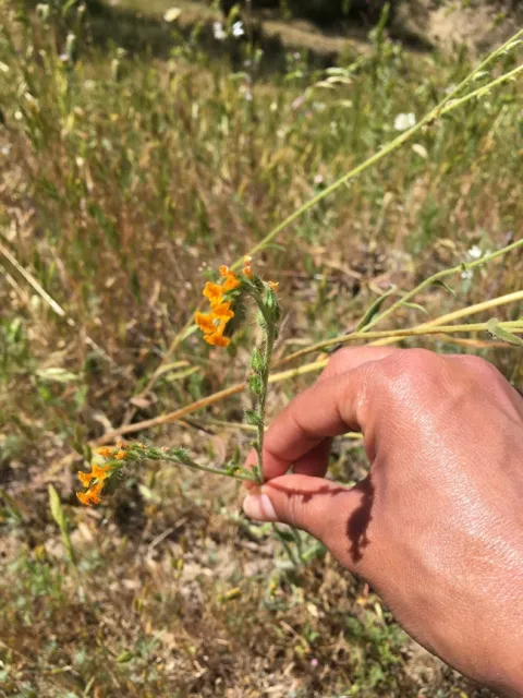 Fiddleneck