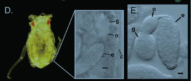 A late-stage prenatal daughter embryo that already possesses multicellular embryos (granddaughter embryos) withinits own ovaries (see inset for an image through the embryonic cuticle of the daughter). (E) A granddaughter embryo dissected out of a latestageprenatal embryo. g, germarium; o, oocyte; e, embryo; c, cuticle of daughter embryo. Scale bars are 10 microns. See: G.Davis, 2012