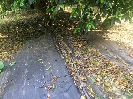 weed mat