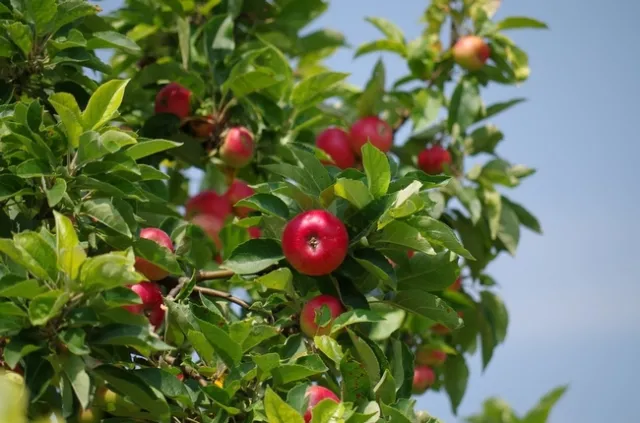 Apples on apple tree.