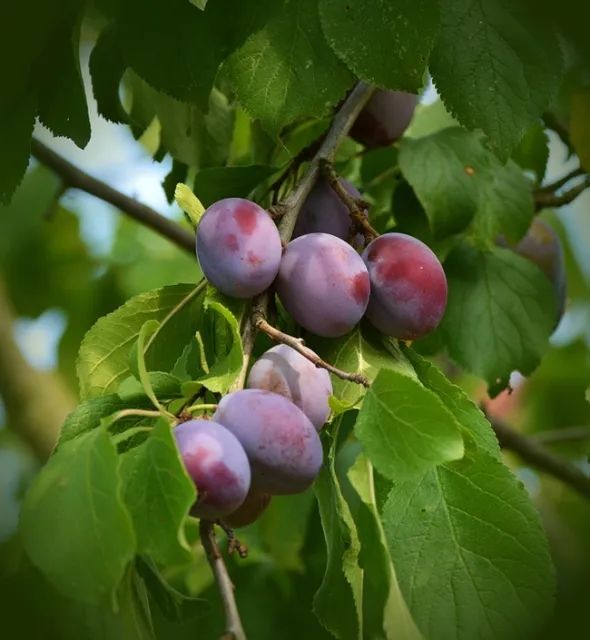 Purple plums.