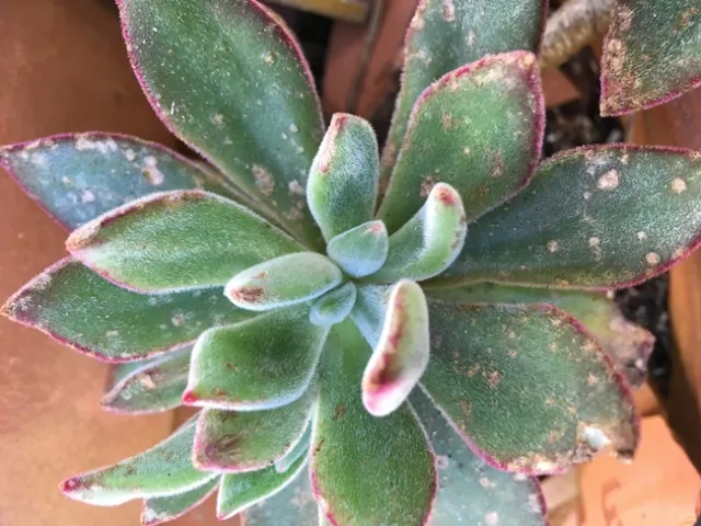 Plant2