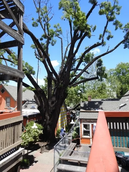 This black walnut tree on the 100 block of E Street in Davis, Calif., is dying of thousand cankers disease. (Photo by Kathy Keatley Garvey)
