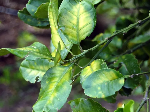 A symptom of HLB in citrus is the yellowing of leaves on an individual limb or in one sector of a tree's canopy. (Photo: Citrus Pest and Disease Prevention Program)