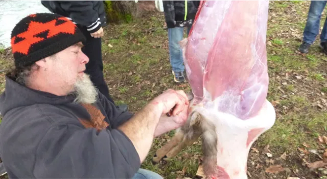 Ben Saxon field dressing deer, Karuk Tribe.