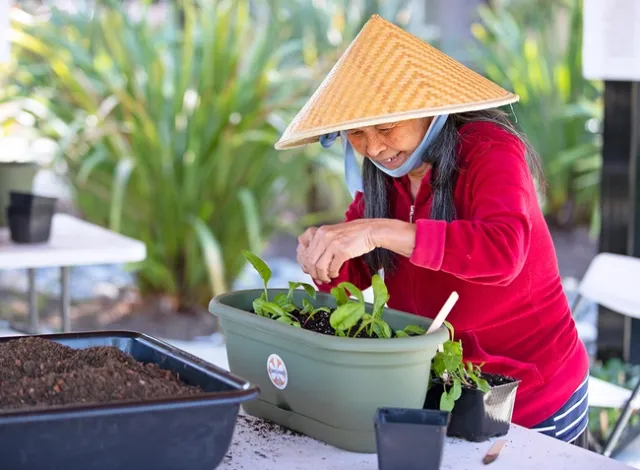 Planting herbs