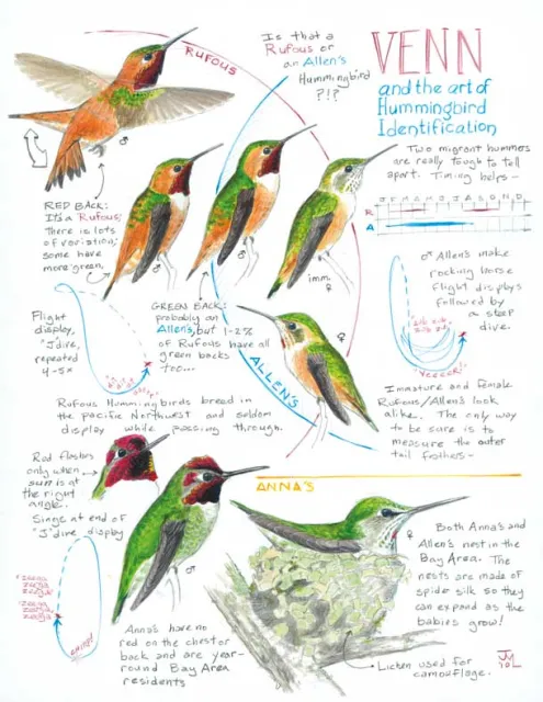 NNB-Hummingbird