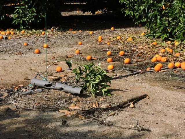 citrus replant