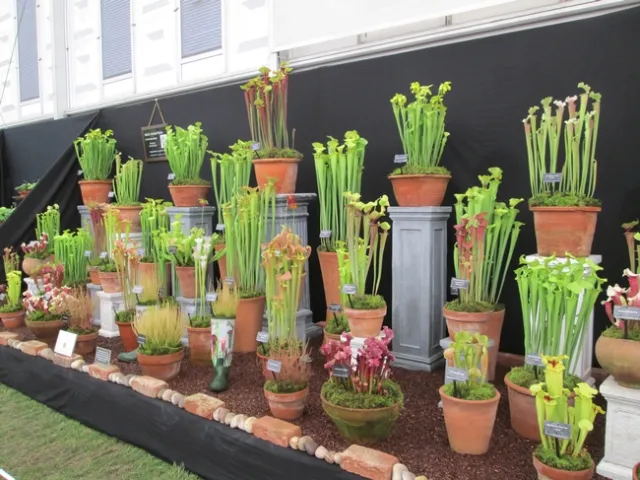 Carnivorous plant display