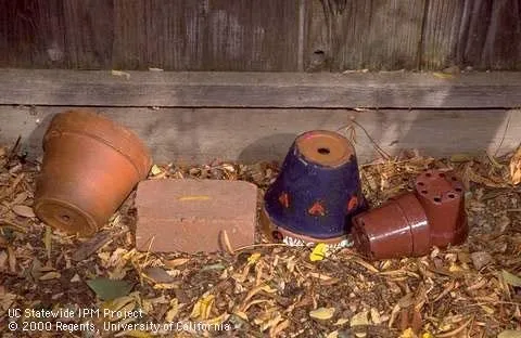 Reduce breeding habitats for mosquitoes by dumping standing water from flower pots or storing them upside down so they do not collect water.<br>(Credit: Jack Kelly Clark)
