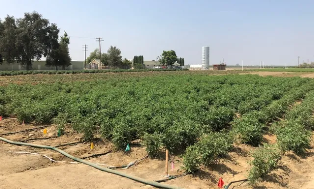 Tomato field 2018