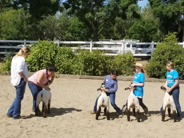 4-H'ers practice showmanship