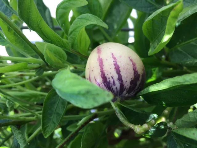 Pepino