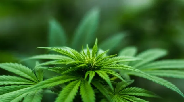 “The majority of cannabis farmers are not joining the legal market and we want to know why,” said Van Butsic, UC Cooperative Extension specialist.