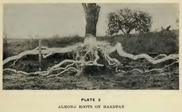 Figure 2. Local farmers a century ago learned about the limitations of hardpans with dryfarmed perennial crops. The same soils present challenges for irrigated production due to poor infiltration.