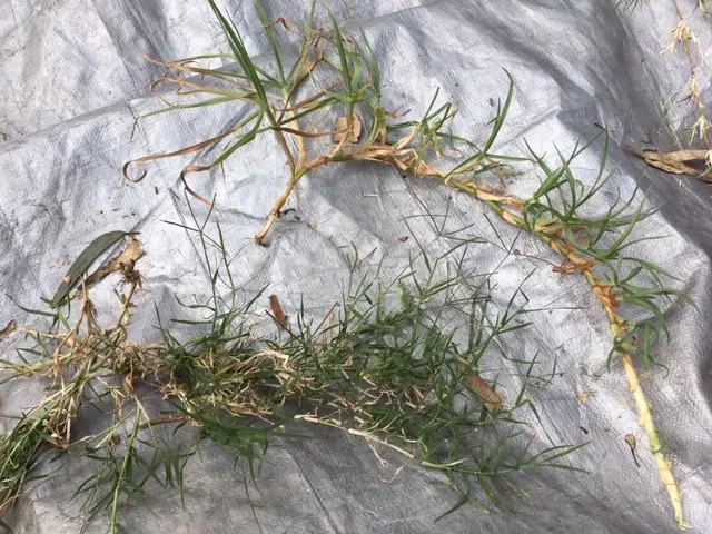 Bermuda grass