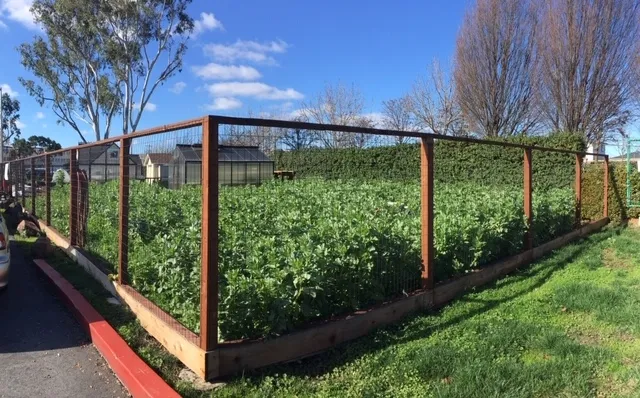 CoverCrop after