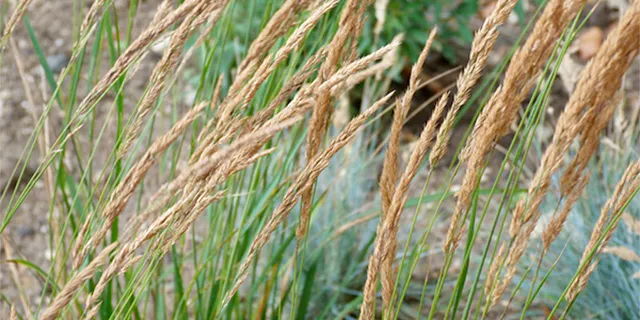 Karl Foerster feather reed grass (Calamagrostis x acutiflora ‘Karl Foerster’)