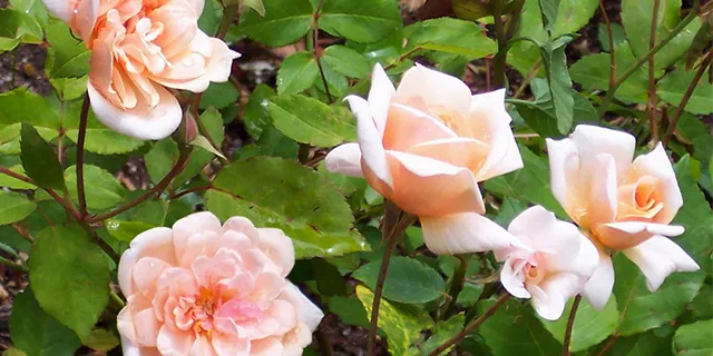 Golden pearl polyantha rose (Rosa “Perle d’Or”)