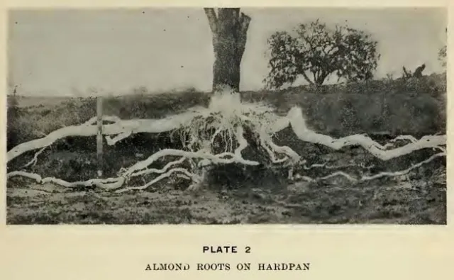hardpan