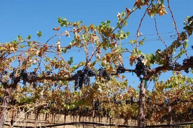 grape water stress