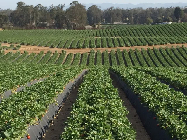 Strawberry field