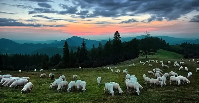 Sheep grazing in field-Source Pixabay