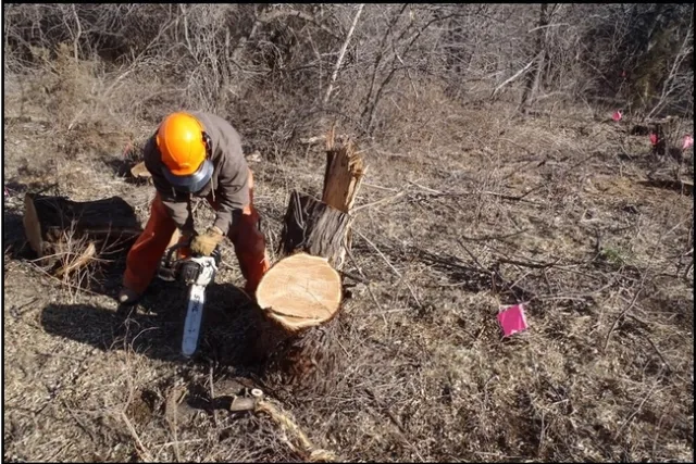 Second Cut to a Russian Olive Stump