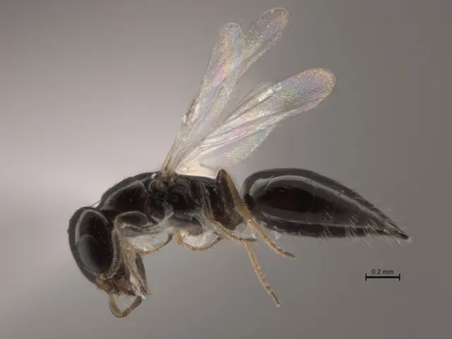 bethylid
