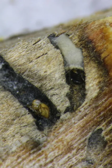 parasitized pshb