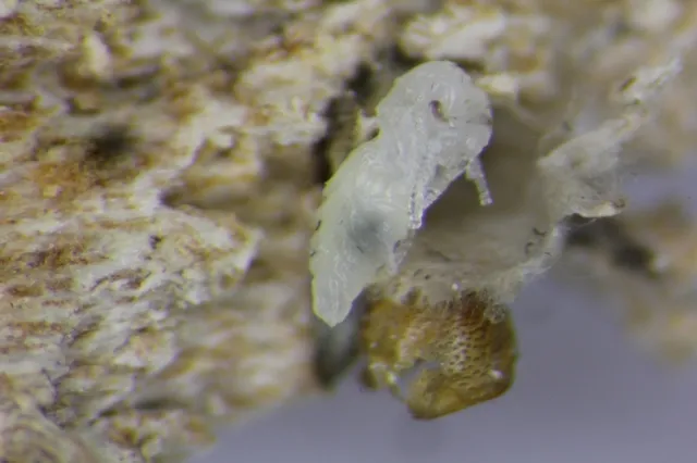 parasitized cocoon