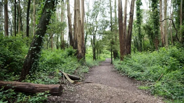 euc forest green