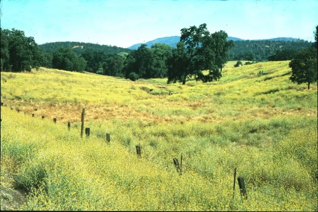 A severe infestation of yellow starthistle in Calaveras County.