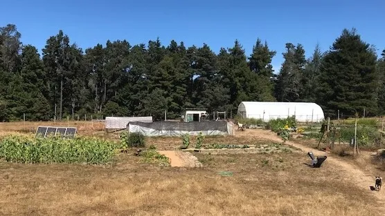 (Below) 3 acres of land devoted to mixed vegetable production.
