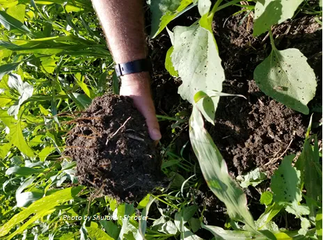 Soil sponge