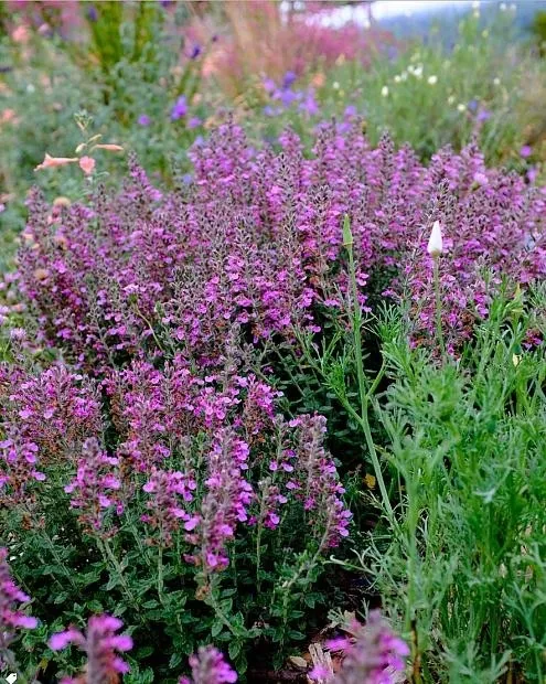 Wall germander blooming Photo:Native Sun