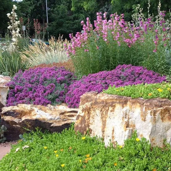 “Gray Creeping Germander. Photo by Mary Ray, used with permission from High Country Gardens.
