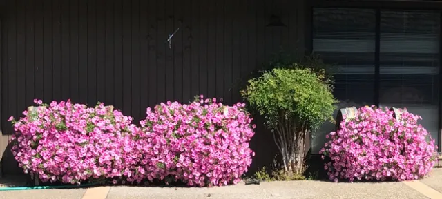 BUBBLEGUM PETUNIA
