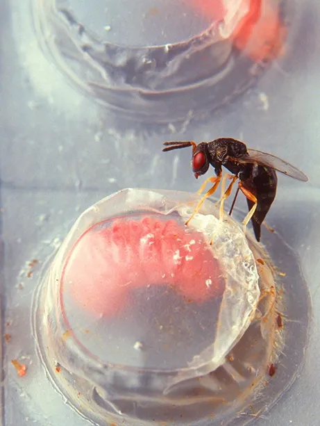 A female Catolaccus grandis wasp targets a boll weevil larva. This 3/8 inch parasitic wasp, a native of Mexico, inserts her ovipositor through the plastic film covering the individual rearing cell and immobilizes the larva. (Photo by Scott Bauer, Courtesy of Wikipedia)