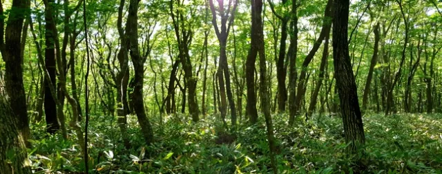 Photo of a forest.